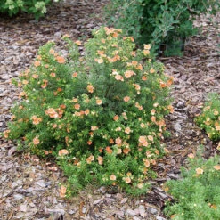 Happy Face® Orange Potentilla -Great Garden Plants Shop Potentilla Happy Face Orange P1237255