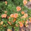 Happy Face® Orange Potentilla