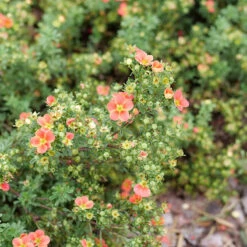 Happy Face® Orange Potentilla -Great Garden Plants Shop Potentilla Happy Face Orange P1239060