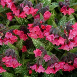 'Shrimp On The Barbie' Lungwort 5 'Shrimp On The Barbie' Lungwort -Great Garden Plants Shop Pulmonaria Shrimps on the Barbie 2 sq