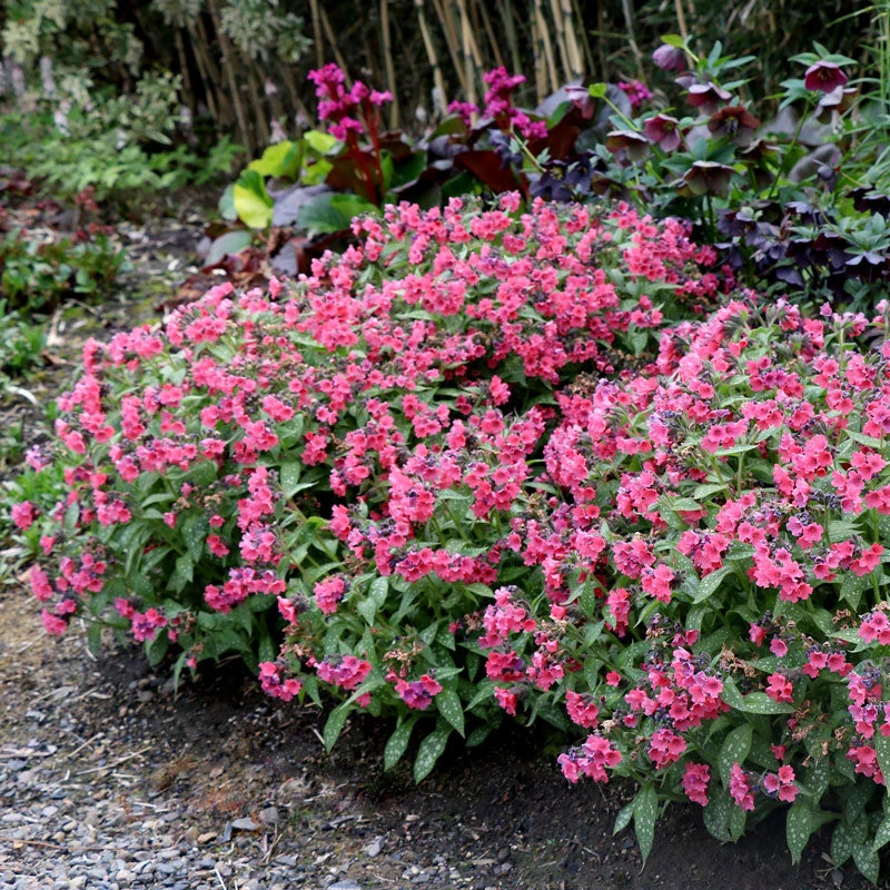 'Shrimp On The Barbie' Lungwort 1 'Shrimp On The Barbie' Lungwort