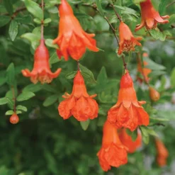 Peppy Le Pom™ Pomegranate