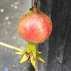 Peppy Le Pom™ Pomegranate -Great Garden Plants Shop Punica Peppy Le Pom 3 L