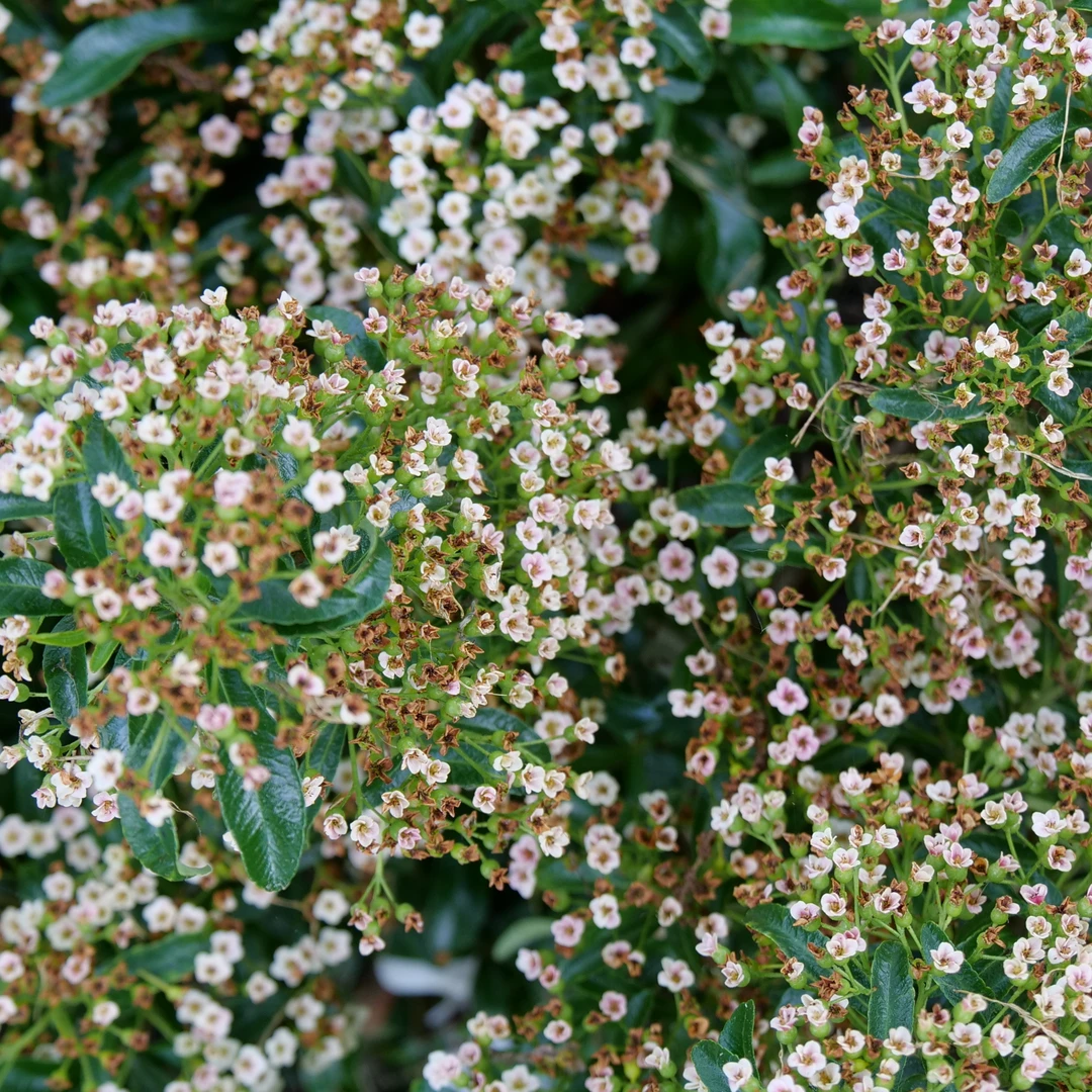 Berry Box™ Pyracomeles 2 Berry Box™ Pyracomeles - Image 2