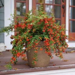 Berry Box™ Pyracomeles 6 Berry Box™ Pyracomeles -Great Garden Plants Shop PyracomelesBerryBoxP1117266 1080x1080 8244075