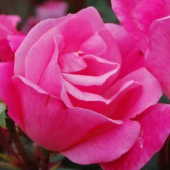 Pink Knock Out® Rose 5 Pink Knock Out® Rose -Great Garden Plants Shop ROSPK2Q 3