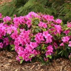Bloom-A-ThonĀ® Lavender Reblooming Azalea