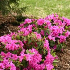 Bloom-A-Thon® Lavender Reblooming Azalea -Great Garden Plants Shop Rhododendron Bloom A Thon Lavender 3 P a52a377d 7313 4336 a6b0 9a786f52e931 sw