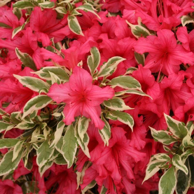 Bollywood® Azalea 1 Bollywood® Azalea