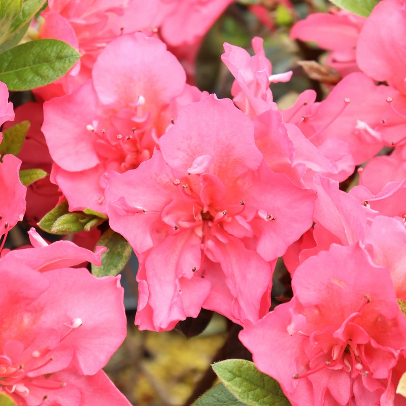 Perfecto Mundo® Epic Coral™ Reblooming Azalea 1 Perfecto Mundo® Epic Coral™ Reblooming Azalea