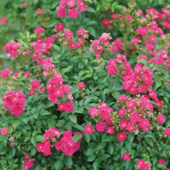 Oso Easy Peasy® Rose 7 Oso Easy Peasy® Rose -Great Garden Plants Shop Rosa Oso Easy Pleasy 3 P