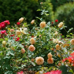 Flavorette™ Honey-Apricot Rose -Great Garden Plants Shop RosaFlavoretteApricot HoneyDSC04297 1080x1080 3345916