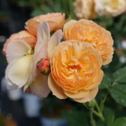 Flavorette⢠Honey-Apricot Rose
