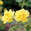 Oso Easy Lemon Zest® Rose