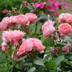 Reminiscent™ Coral Rose -Great Garden Plants Shop RosaReminiscentCoralP1071688 800x800 bf500d0