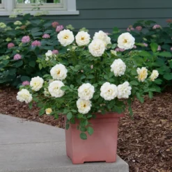 Reminiscent™ Crema Rose -Great Garden Plants Shop RosaReminiscentCremaP1072050 800x800 861f9b3