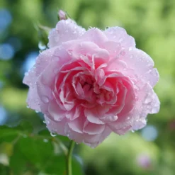 Reminiscent™ Pink Rose -Great Garden Plants Shop RosaReminiscentPinkP1094438 800x800 002b007