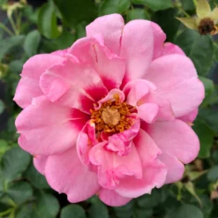 Ringo® Double Pink Rose -Great Garden Plants Shop RosaRingoDoublePinkIMG 1082 800x800 0433582