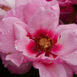 Ringo® Double Pink Rose