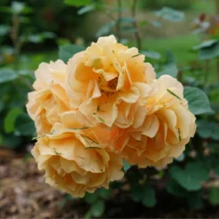 Rise Up Amberness™ Climbing Rose -Great Garden Plants Shop RosaRiseUpAmbernessDSC09017 800x800 6ca8a6a
