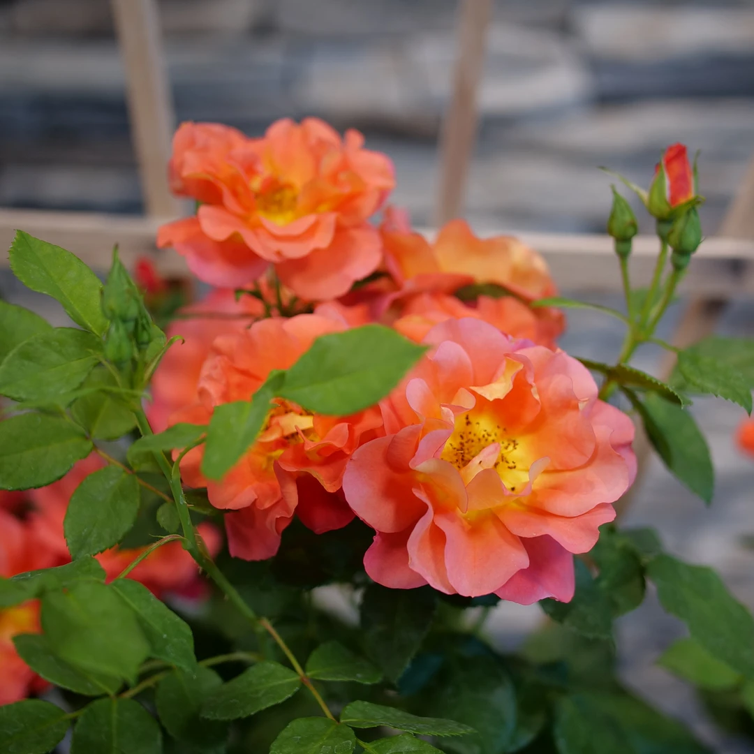 Rise Up Emberays™ Climbing Rose 2 Rise Up Emberays™ Climbing Rose - Image 2