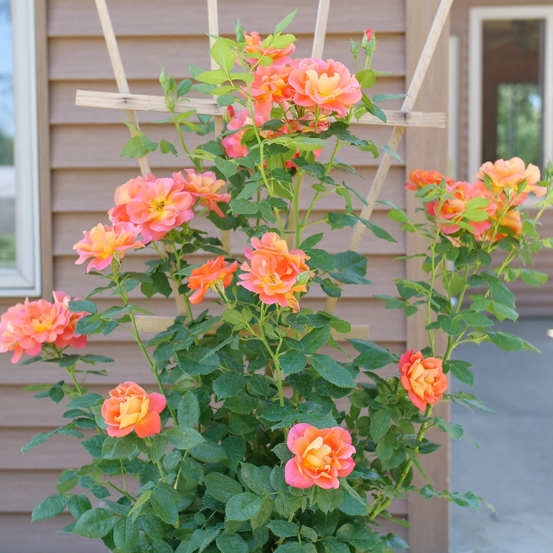 Rise Up Emberays™ Climbing Rose 3 Rise Up Emberays™ Climbing Rose - Image 3