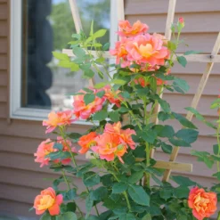 Rise Up Emberays™ Climbing Rose 8 Rise Up Emberays™ Climbing Rose -Great Garden Plants Shop RosaRiseUpEmberaysP1184697 1080x1080 0fee0c8