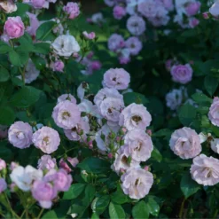 Rise Up Lilac Days™ Climbing Rose -Great Garden Plants Shop RosaRiseUpLilacDaysDSC07015 800x800 ccb5c78