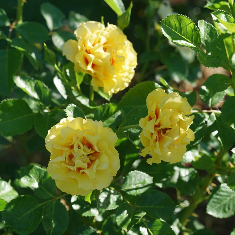 Rise Up™ Ringo® Climbing Rose 1 Rise Up™ Ringo® Climbing Rose