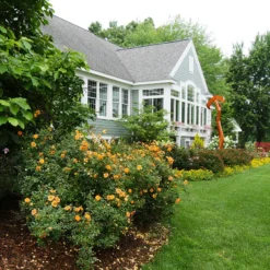 Oso Easy Paprika® Rose -Great Garden Plants Shop Rose Oso Easy Paprika 4 P