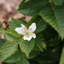 Taste Of Heaven™ Blackberry -Great Garden Plants Shop Rubus Taste of Heaven P1238088