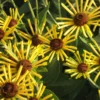 'Henry Eilers' Sweet Coneflower (Rudbeckia)