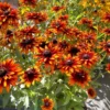 'Summer Sienna' Sweet Coneflower (Rudbeckia)