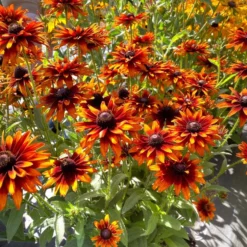 'Summer Sienna' Sweet Coneflower (Rudbeckia)