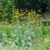 Giant Coneflower (Rudbeckia)