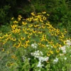 Brown-Eyed Susan (Rudbeckia)