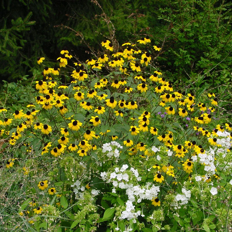 Brown-Eyed Susan (Rudbeckia) 1 Brown-Eyed Susan (Rudbeckia)