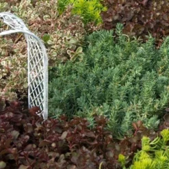 'Blue Spruce' Stonecrop -Great Garden Plants Shop SEDBS1Q 2 sw