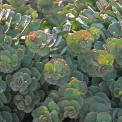 Succulent Ground Cover Collection 12 Succulent Ground Cover Collection -Great Garden Plants Shop SEDSI1Q 3