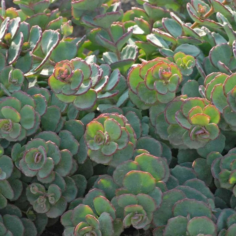 Succulent Ground Cover Collection 6 Succulent Ground Cover Collection - Image 6