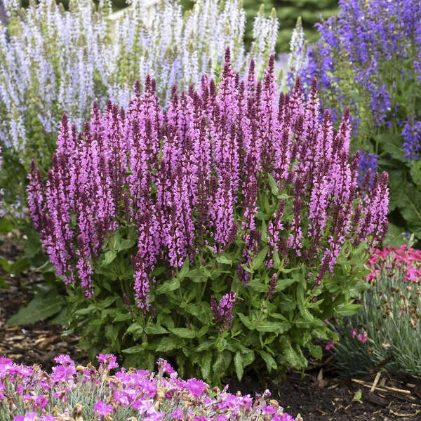 'Pink Profusion' Salvia 1 'Pink Profusion' Salvia