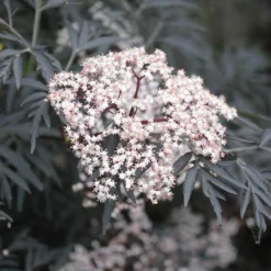 Black Lace® Elderberry 10 Black Lace® Elderberry -Great Garden Plants Shop Sambucus Black Lace 2 P 2c181c6b add6 4d91 a371 7092c4b2fa11 sw