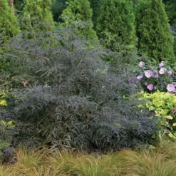 Black Lace® Elderberry 14 Black Lace® Elderberry -Great Garden Plants Shop Sambucus Black Lace 3 P d57d2790 77fc 4b00 8d64 337af5479821 sw