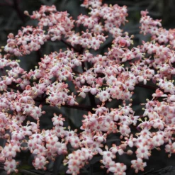 Black Lace® Elderberry 11 Black Lace® Elderberry -Great Garden Plants Shop Sambucus Black Lace 4 P 7c541a7c 633d 4310 8b91 2f472c43f536 sw