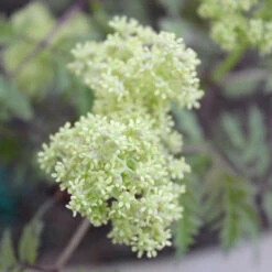 Lemony Lace® Elderberry 8 Lemony Lace® Elderberry -Great Garden Plants Shop Sambucus Lemony Lace 3 P