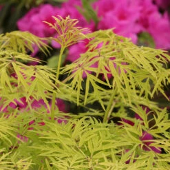 Lemony Lace® Elderberry 10 Lemony Lace® Elderberry -Great Garden Plants Shop Sambucus Lemony Lace 5 P