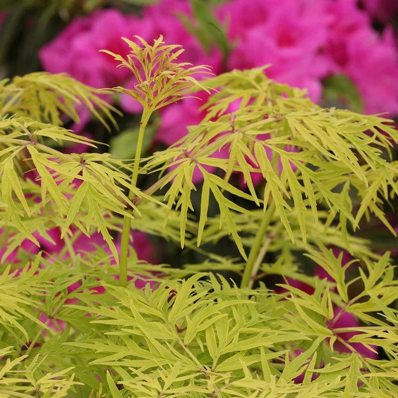 Lemony Lace® Elderberry 5 Lemony Lace® Elderberry - Image 5