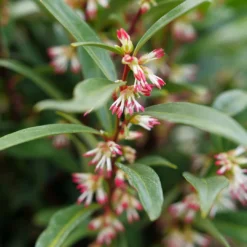 Sweet & Lo™ Sweet Box 8 Sweet & Lo™ Sweet Box -Great Garden Plants Shop SarcococcaSweetLoP1140771 1080x1080 5ed8c60