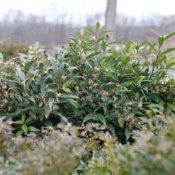 Sweet & Lo™ Sweet Box 9 Sweet & Lo™ Sweet Box -Great Garden Plants Shop SarcococcaSweetLoP1140831 1080x1080 9a3d0f4