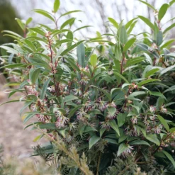 Sweet & Lo™ Sweet Box 10 Sweet & Lo™ Sweet Box -Great Garden Plants Shop SarcococcaSweetLoP1150870 1080x1080 9ba8878